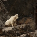  Mountain Goat