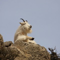  Mountain Goat