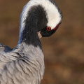 Common Crane 