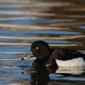   Tufted Duck, Male