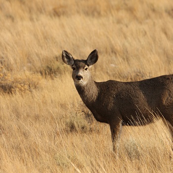 Mule Deer