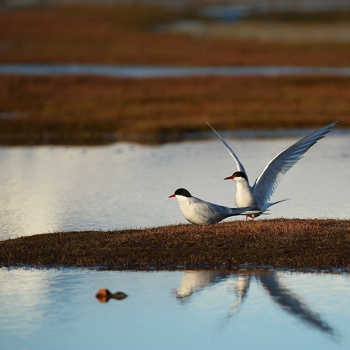 Gulls and Terns