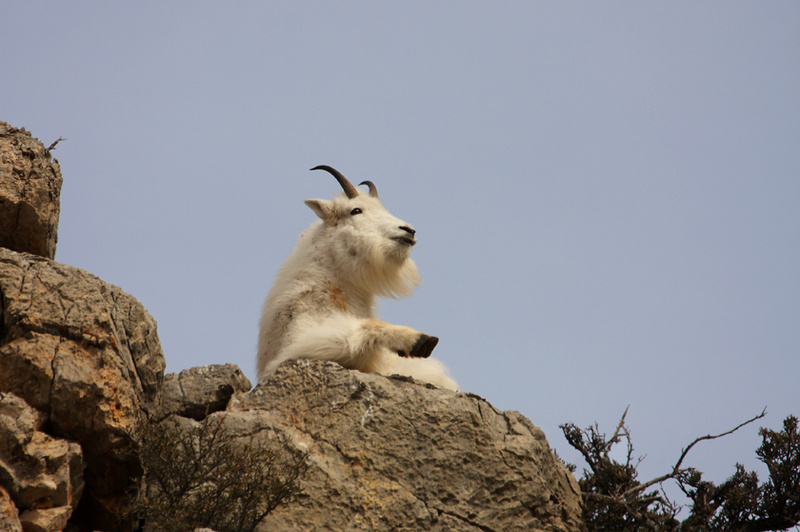 mountain-goat.jpg