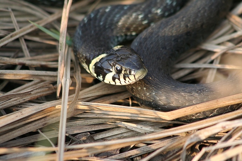 Grass Snake