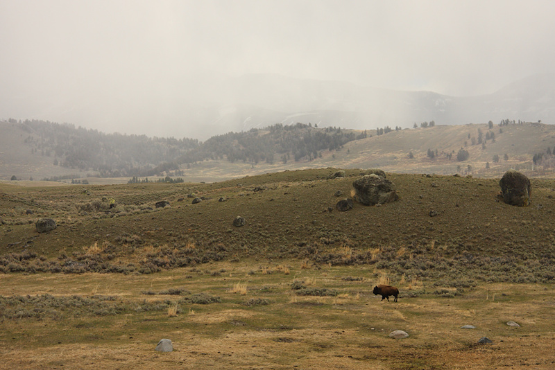 bison-i-landskap.jpg